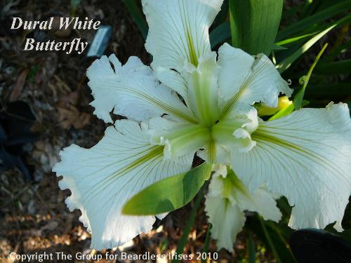 Dural White Butterfly (0)